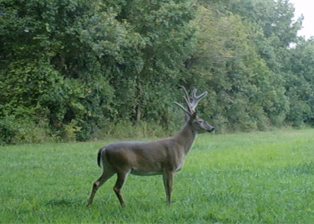 PSU Deer Study